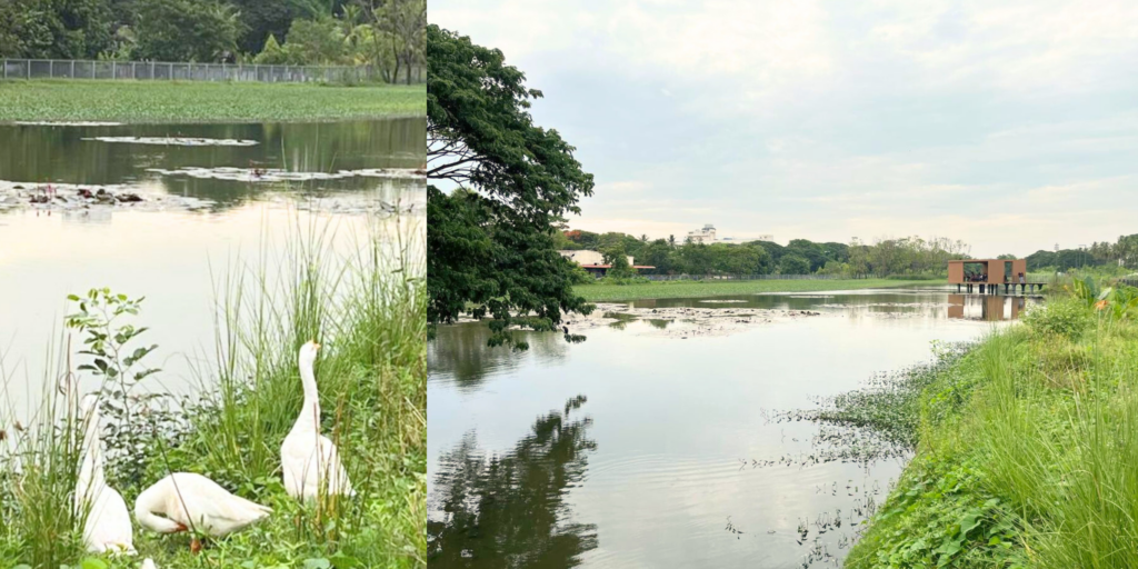 Wetland vegetation and migratory birds at Sponge park Chennai India supporting urban biodiversity and climate resilience.